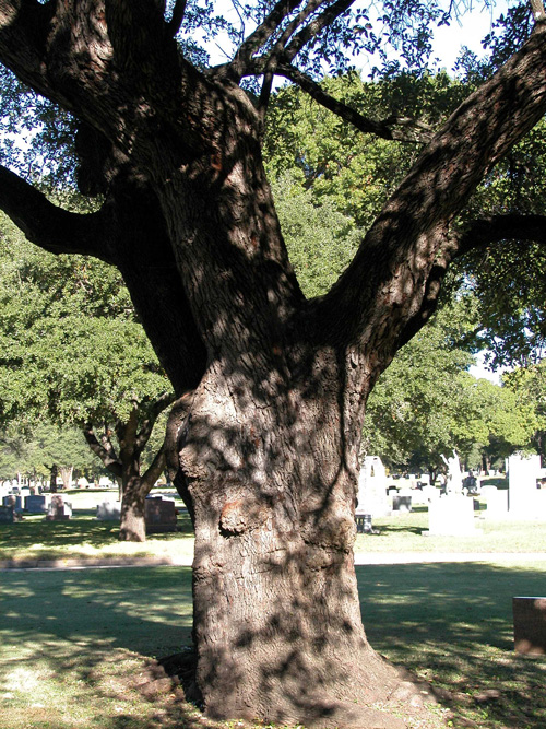 Turner Oak-recent
